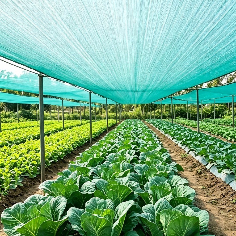 Green HDPE shade net covering the roof of a greenhouse above rows of leafy vegetables