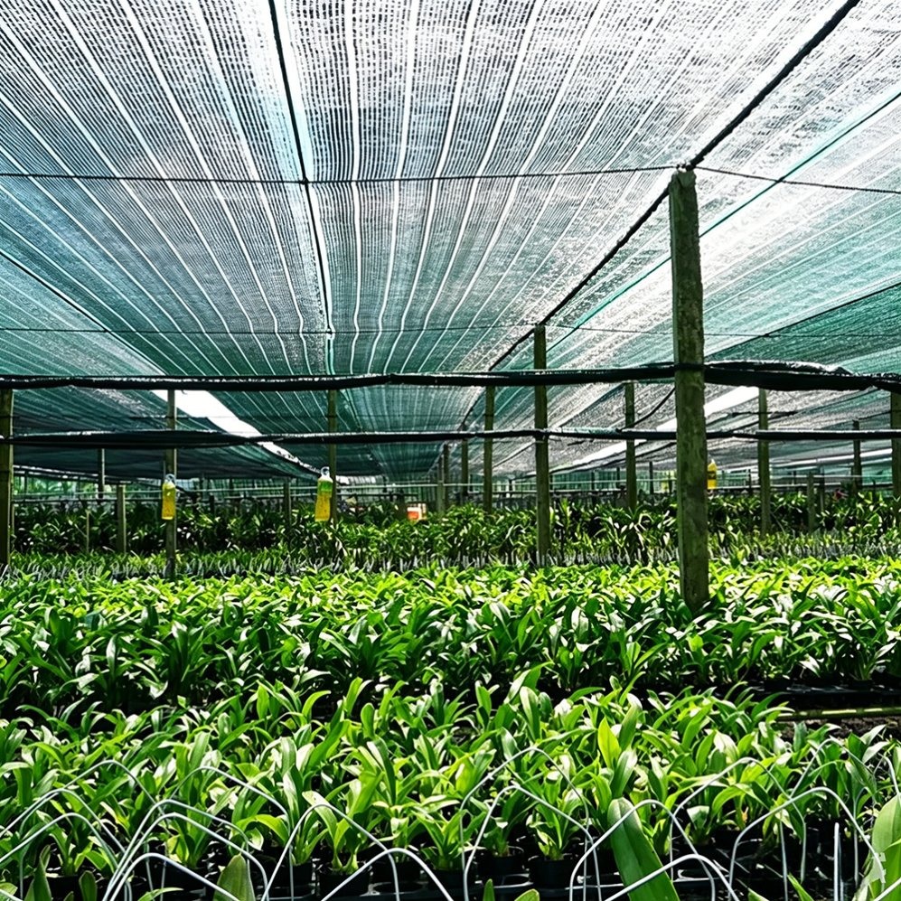 Green knitted shade net inside a greenhouse above irrigated vegetable beds