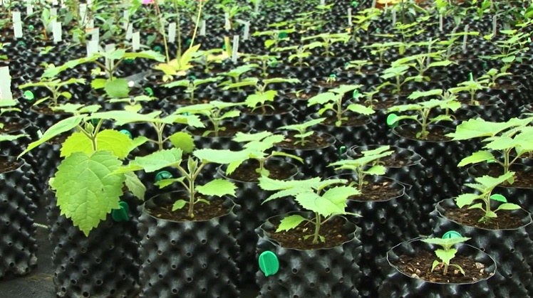 Black air pruning pots growing vine plants outdoors