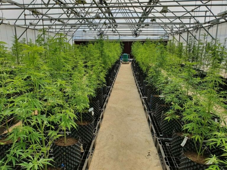 Rows of air pruning pots in a greenhouse nursery
