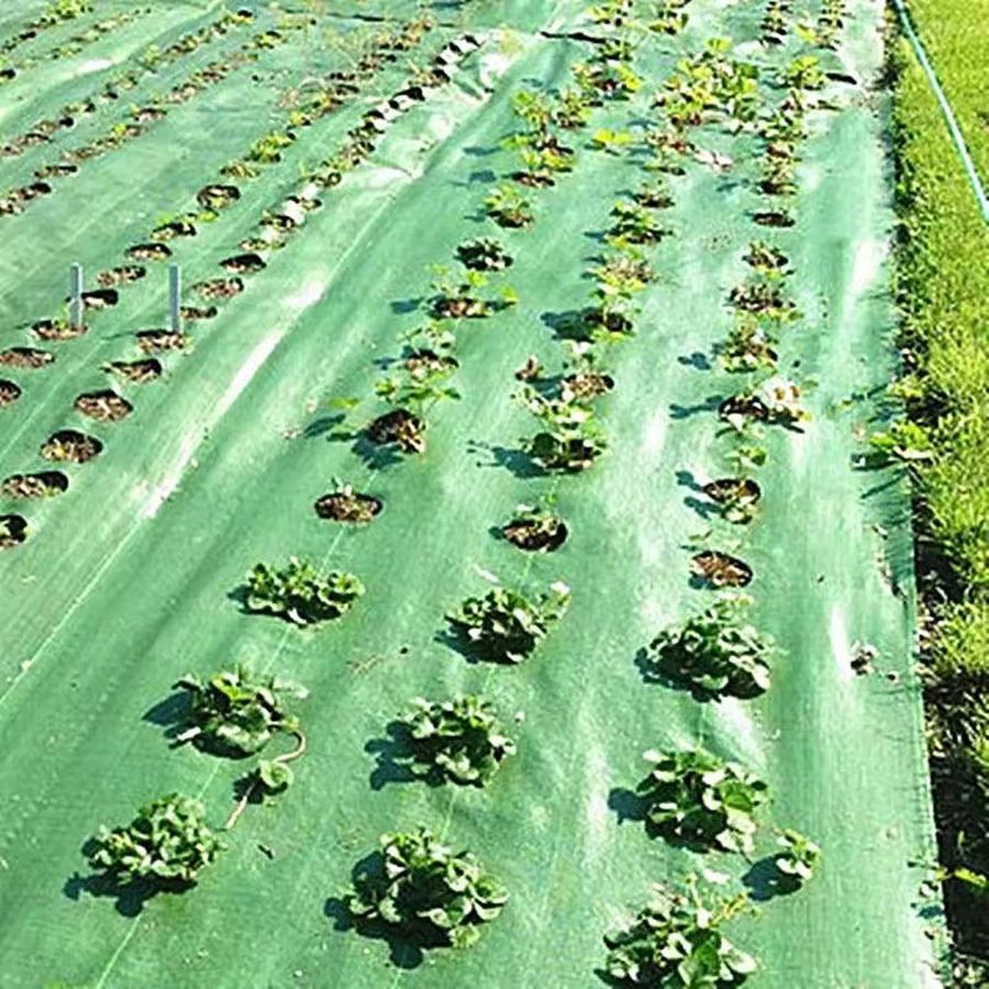 Green perforated weed mat with seedlings growing through the holes in rows
