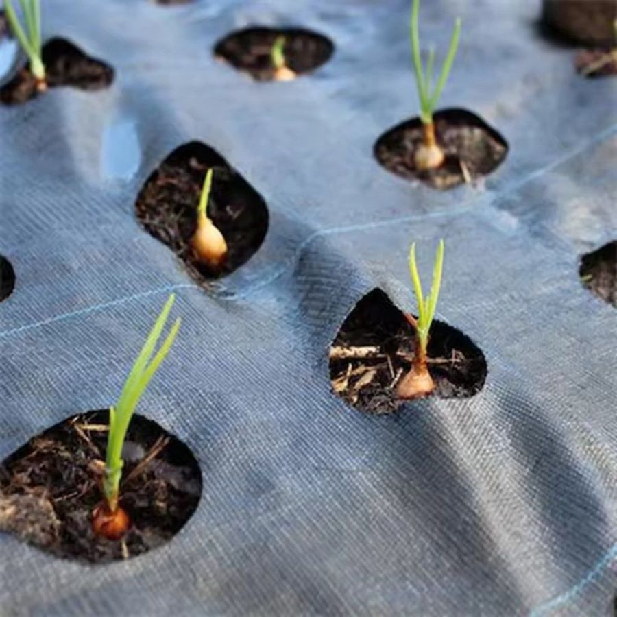 Close up of onion seedlings growing through the holes in black weed mat