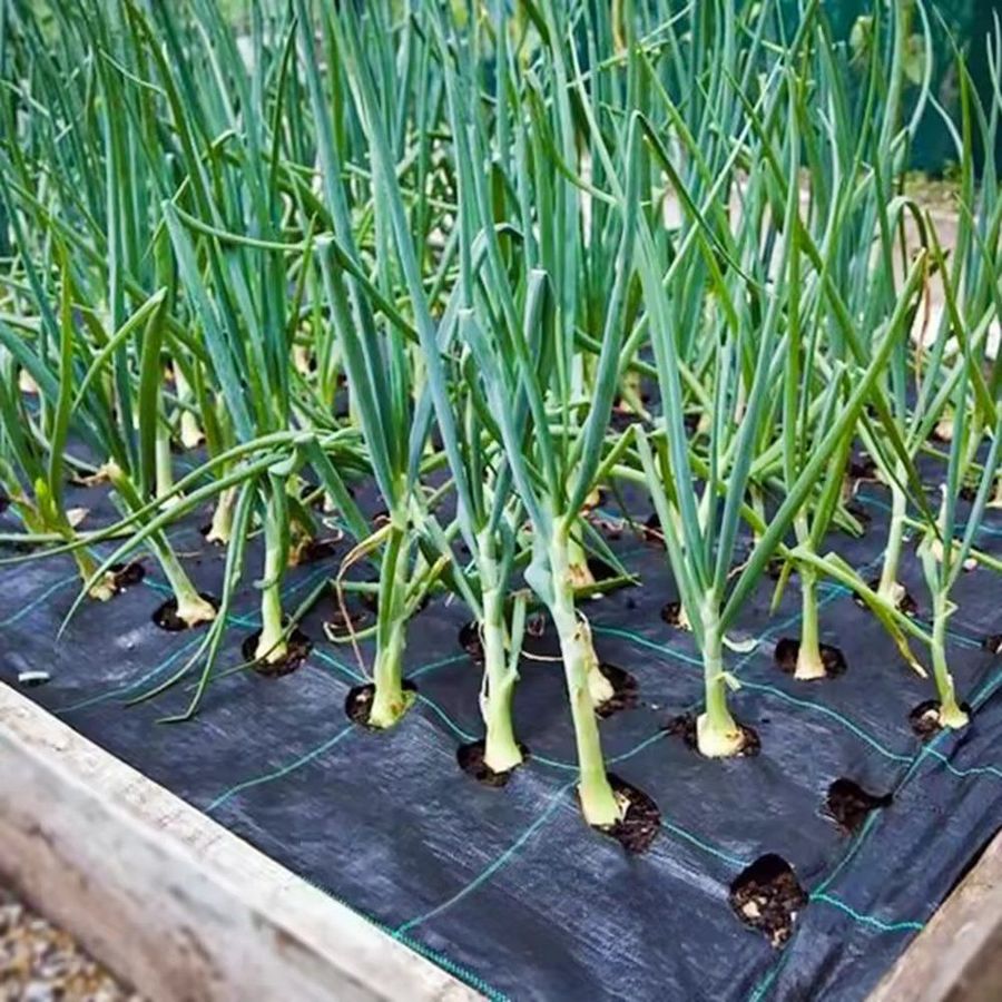 Scallion seedlings growing through holes in black perforated weed mat