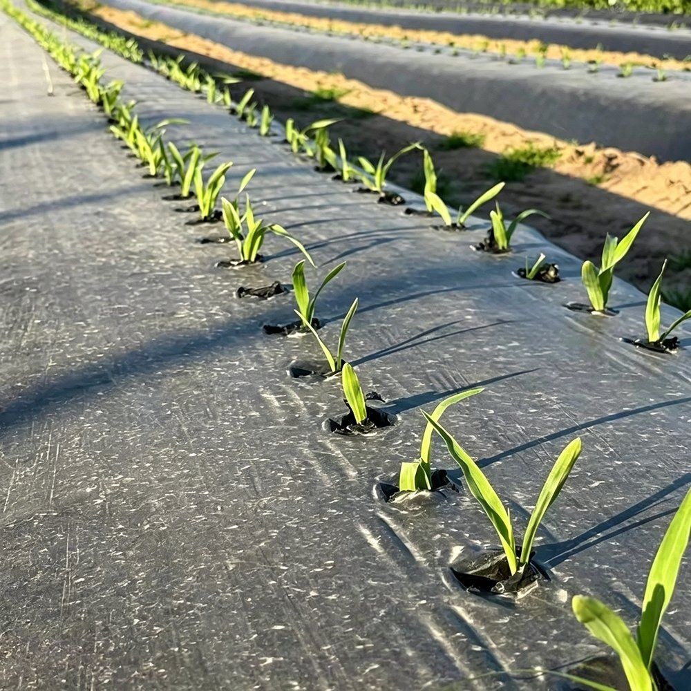 Seedlings growing through slits in black woven weed mat