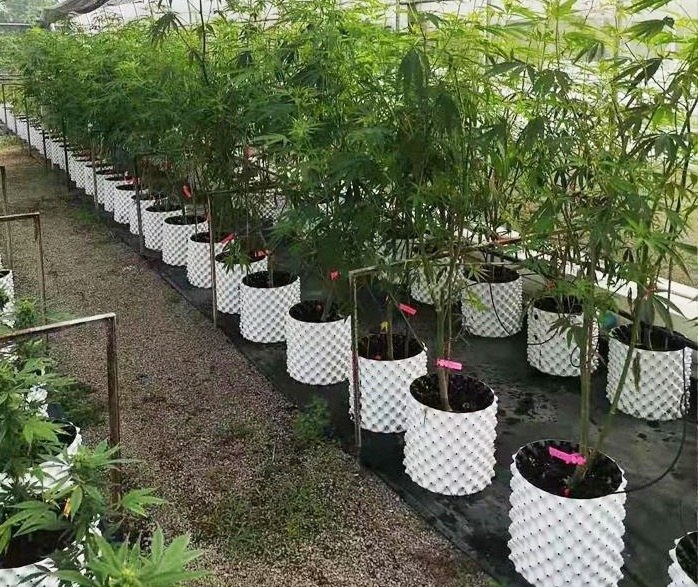 White air pruning pots arranged in an outdoor row