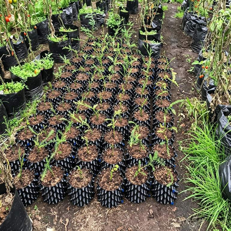 broad beds of conifer seedlings in air pruning pots at a forest nursery