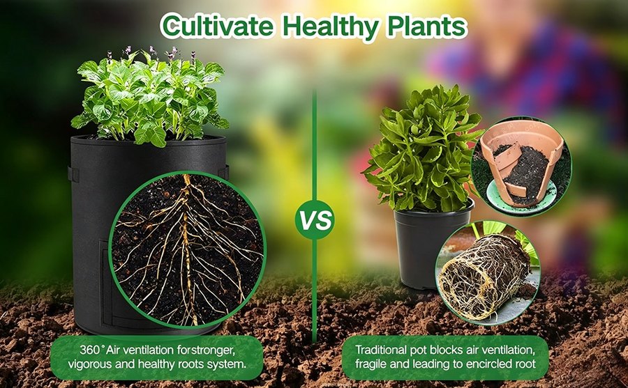 Root comparison between fabric grow bag and traditional plastic pot