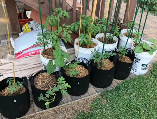 Grow bags with seedlings raised in a yard