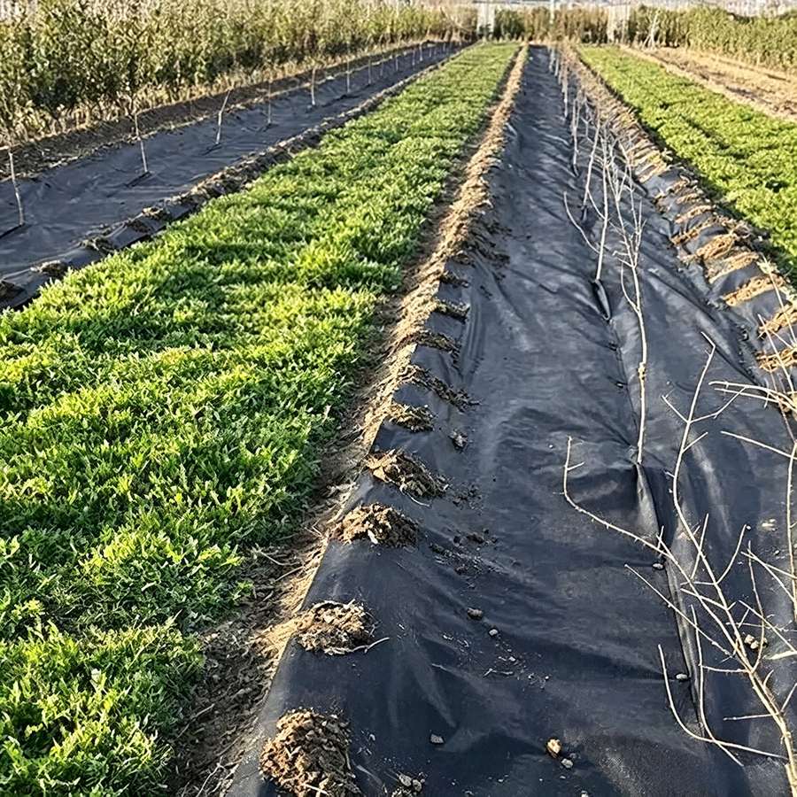 Woven ground cover installed over commercial field rows