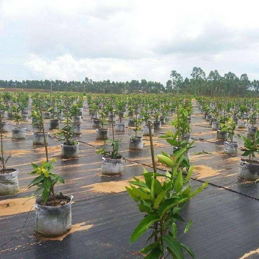 Woven Polypropylene Weed Barrier Fabric for Orchard and Nursery Ground