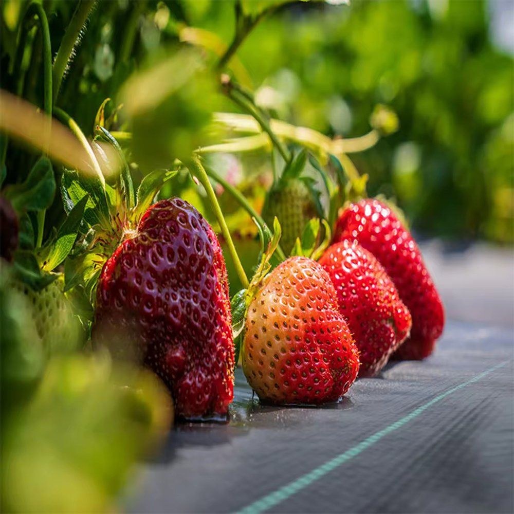 Woven Polypropylene Weed Mat Ground Cover for Orchard and Nursery
