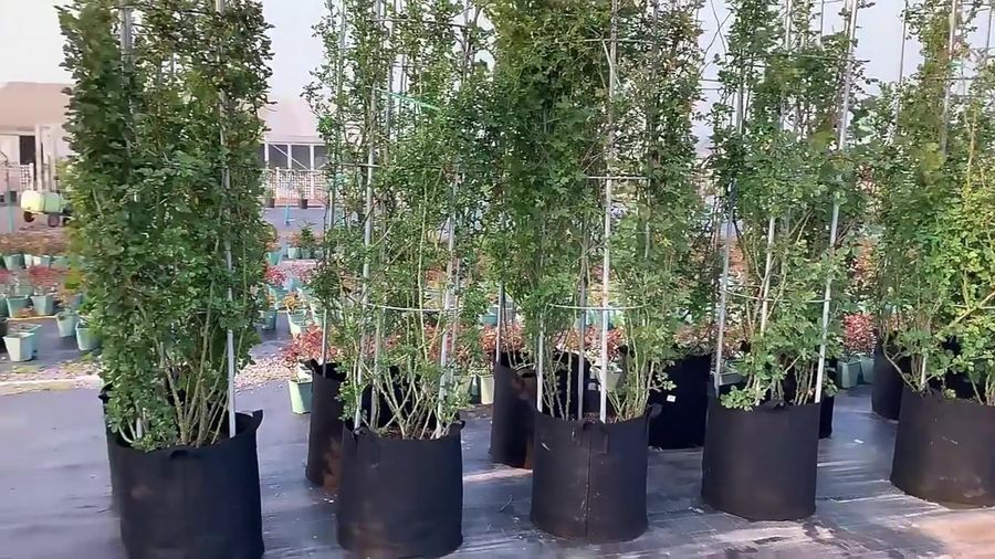 Nonwoven Grow Pot Garden Planter for Flower Cultivation and Nursery