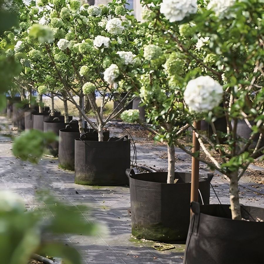 Non-Woven Tree Planting Bag for Seedling Root Growth in Nurseries