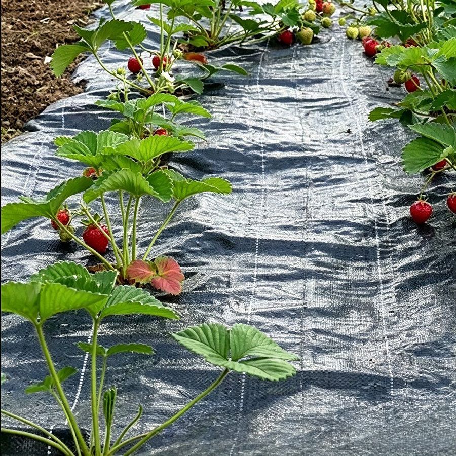 Heavy Duty Woven Weed Mat Plastic Mulch Film Ground Cover for Farm