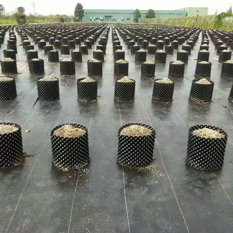 field-scale rows of air pruning pots on a commercial site
