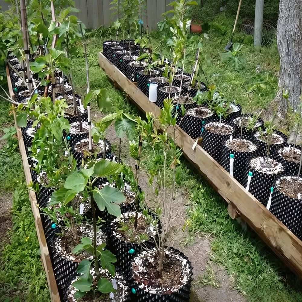 air pruning pot rows along a nursery growing bed