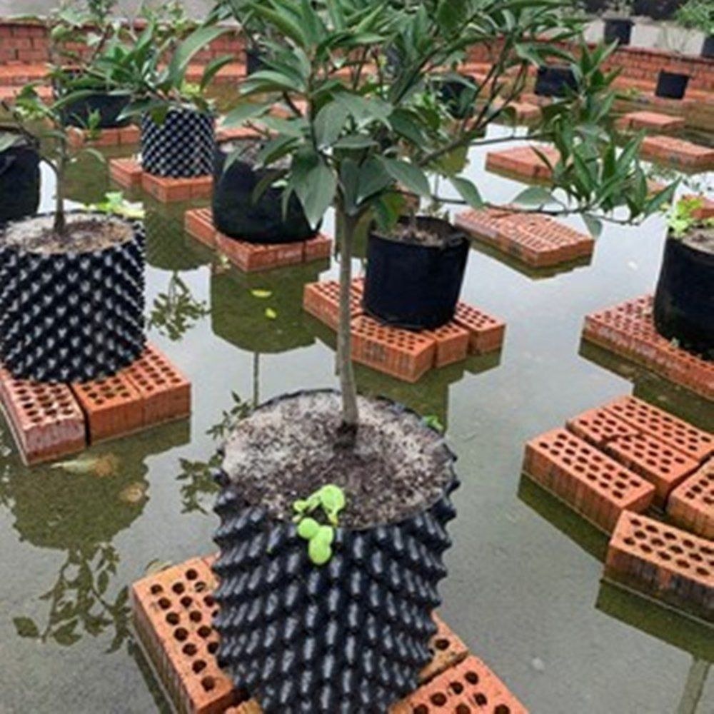 planting cases with air pruning pots on tiles and in a field row
