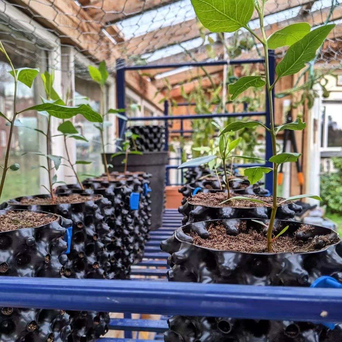 air pruning pots arranged on a greenhouse bench rack
