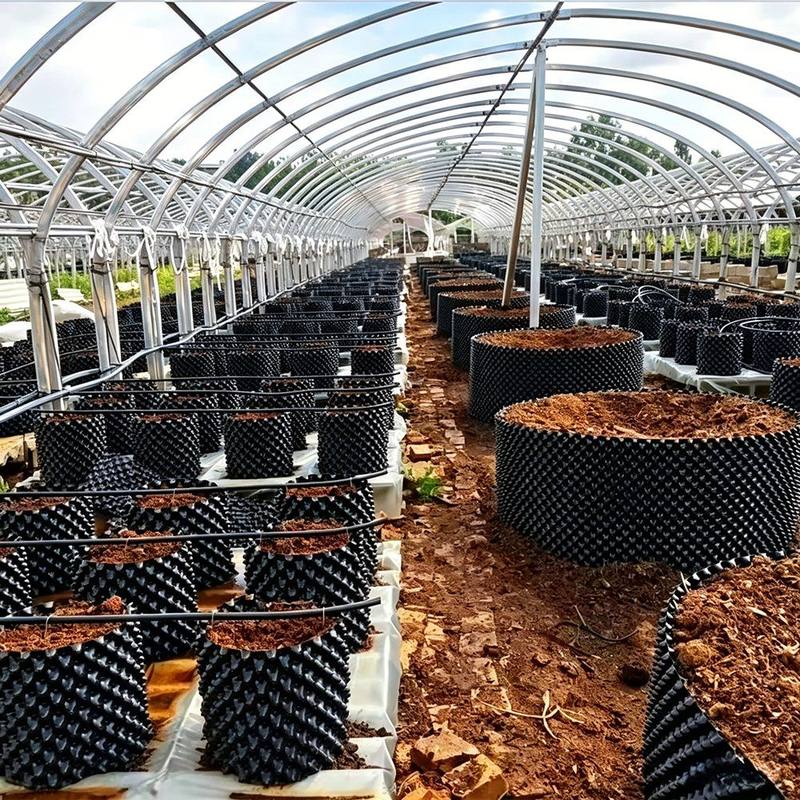 rows of air pruning pots through a greenhouse production house