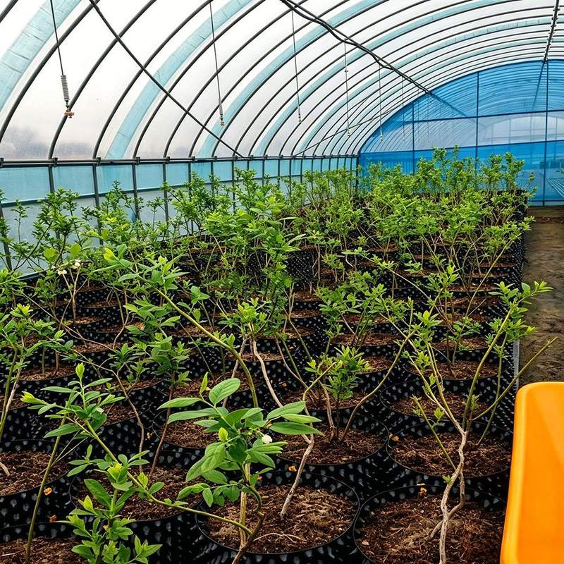 air pruning pots growing under cover in a greenhouse row
