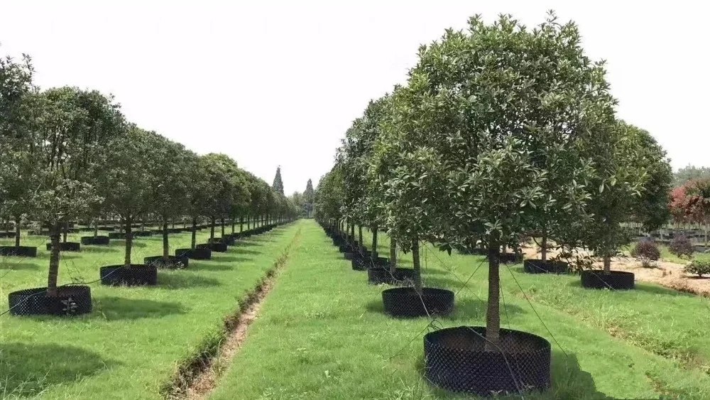 hedge and tree rows in air pruning pots at a nursery field