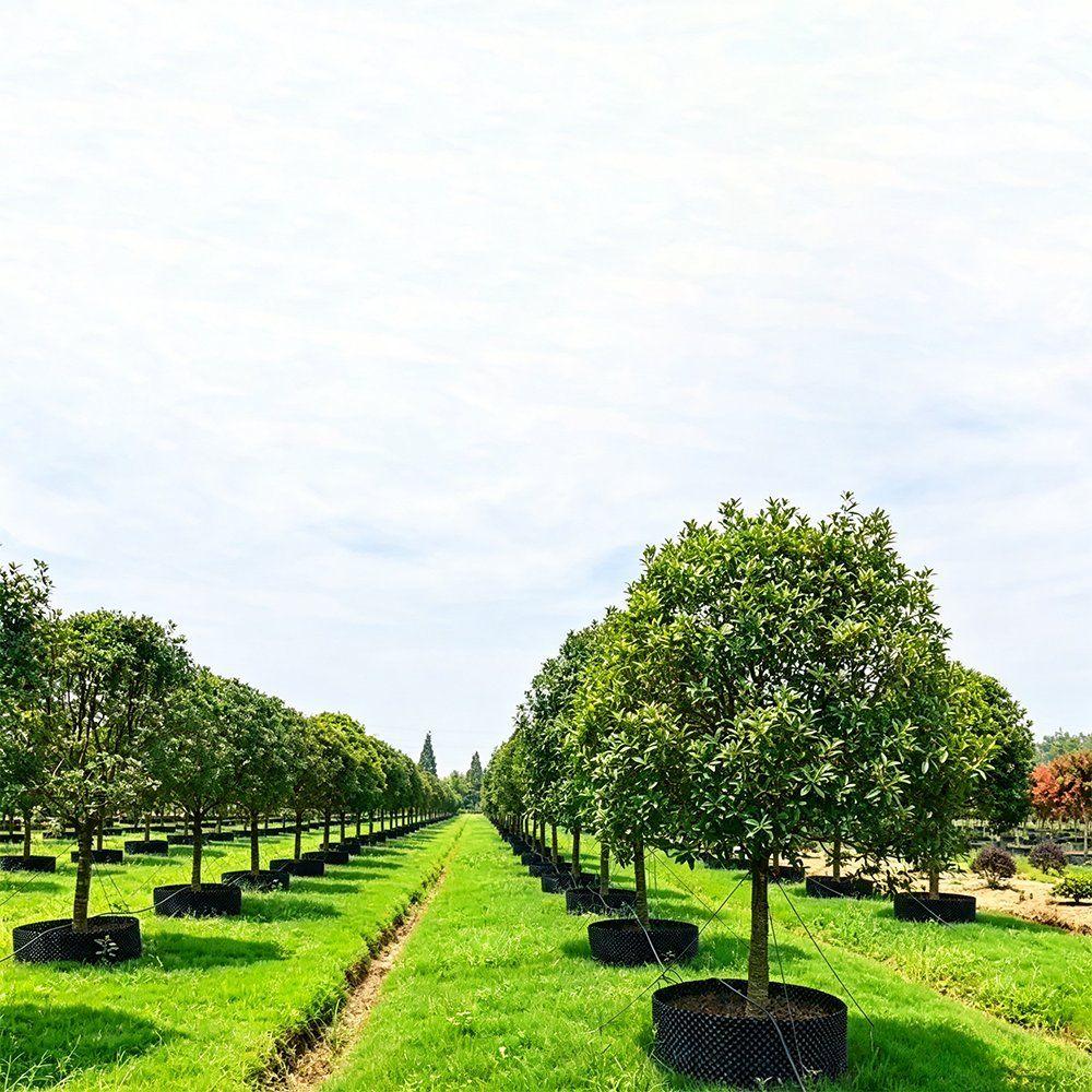 rows of young trees standing in air pruning pots at a nursery