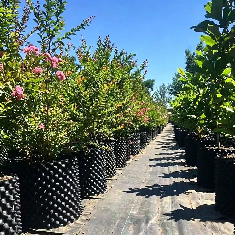 air pruning pots standing in orchard rows