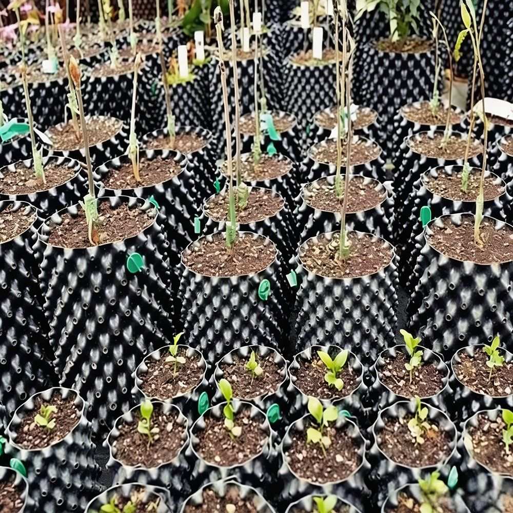 dense seedling blocks in air pruning pots seen from above