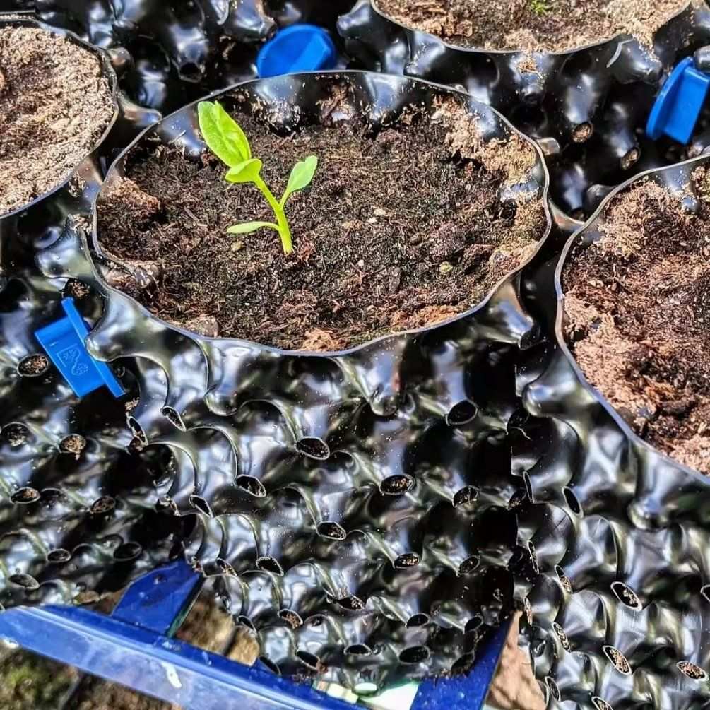 rows of air pruning pots holding seedlings on a nursery floor