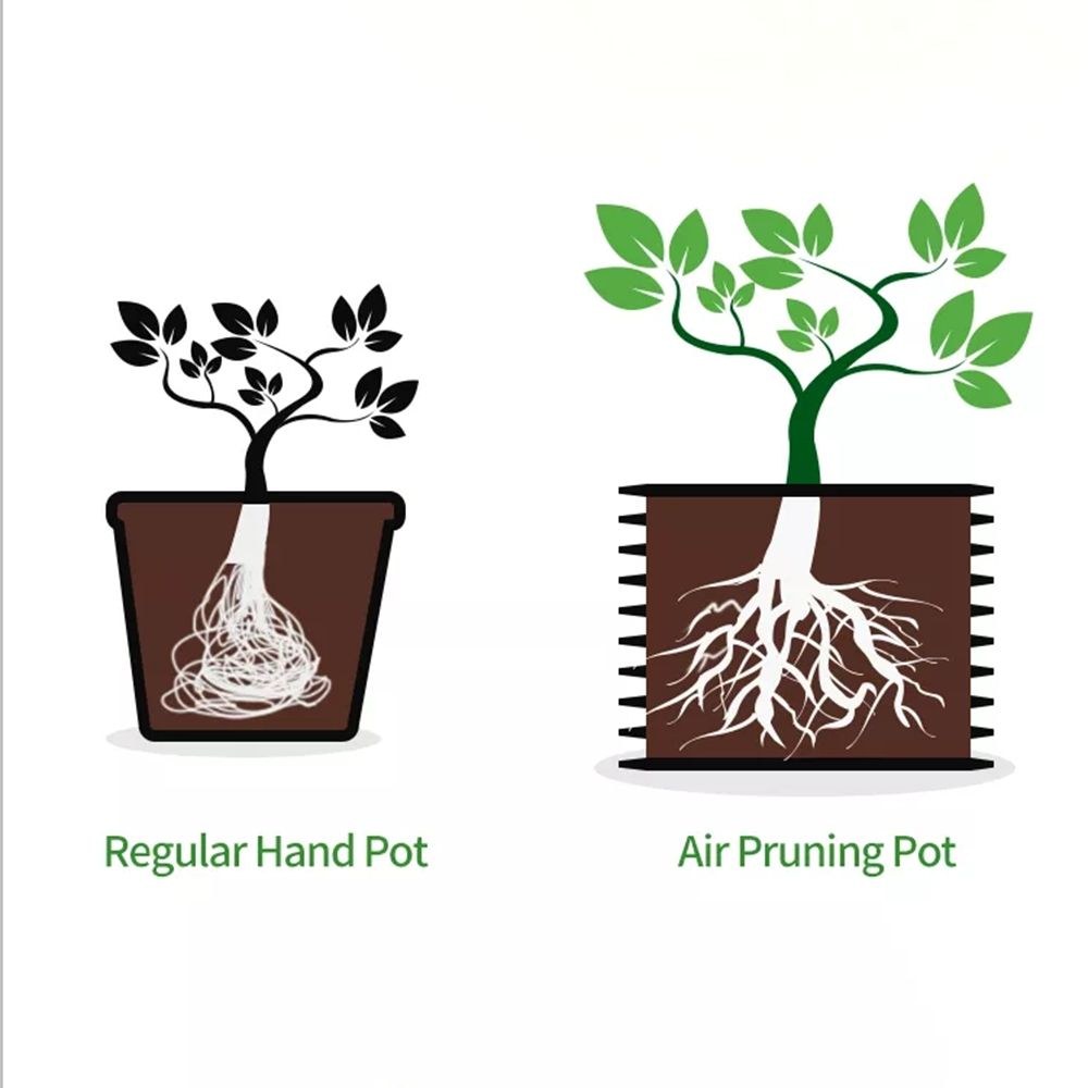 root comparison chart between a regular pot and an air pruning pot