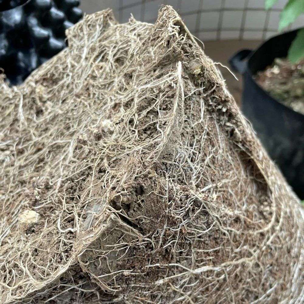 close-up of a dense root ball shaped by air pruning
