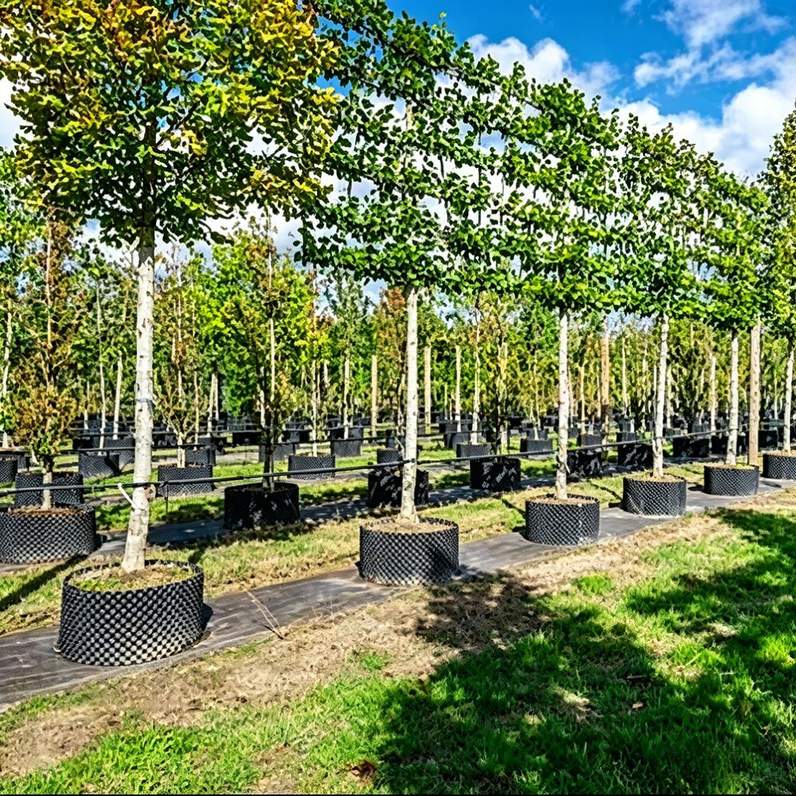 rows of large air pruning pots through a young tree plantation