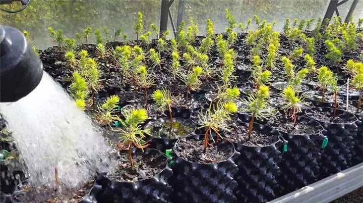 seedlings in air pruning pots being watered with a watering can