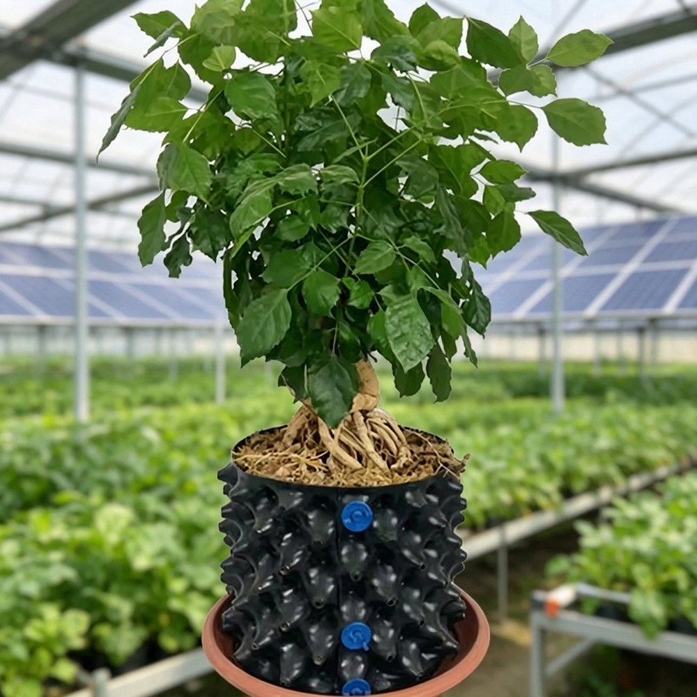 self watering planter shown with its root ball in a tray