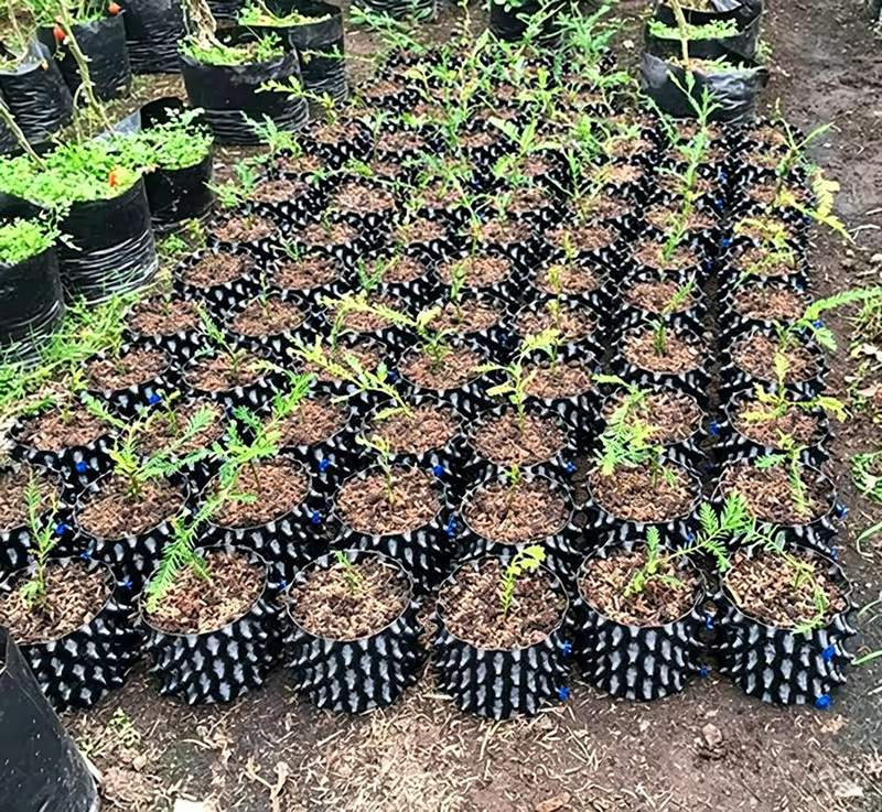 self watering pots in seedling beds for a commercial programme