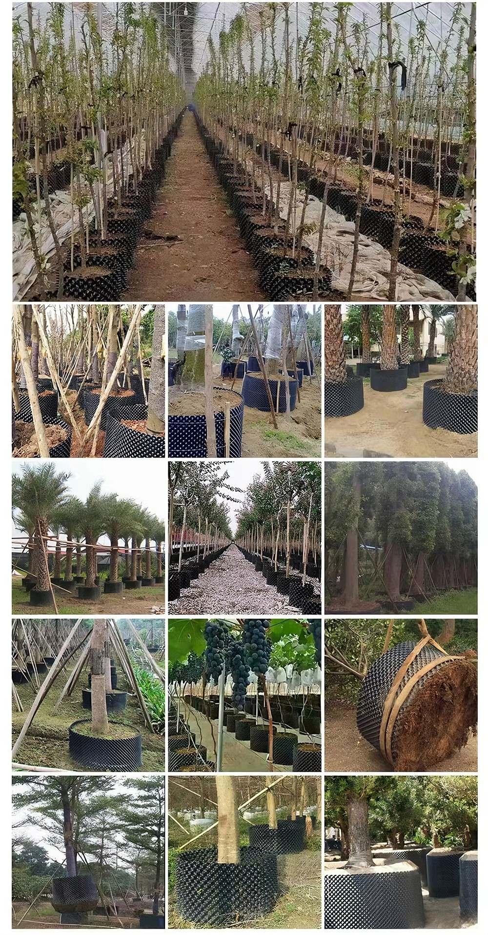 young trees growing in root control containers at a nursery
