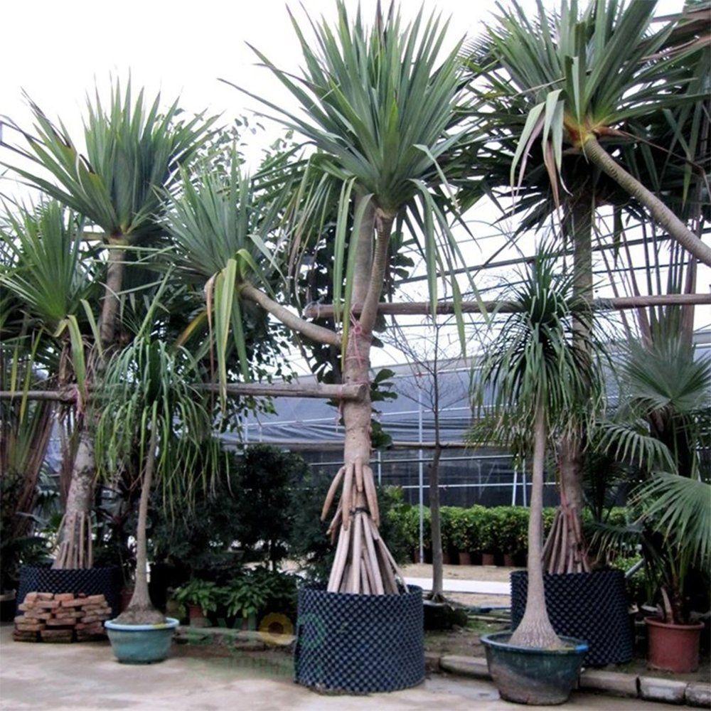 yucca plants growing in root control containers at a greenhouse