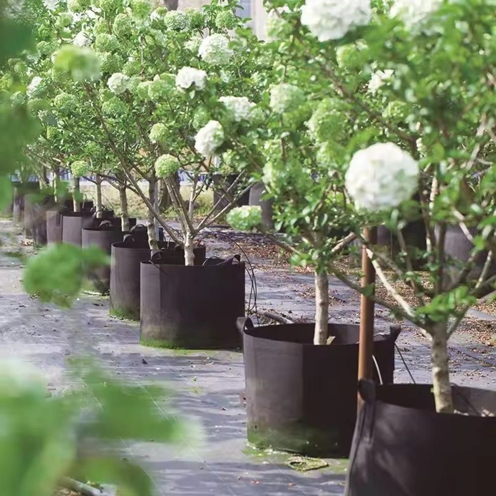 rows of flowering nursery trees growing in black grow bags