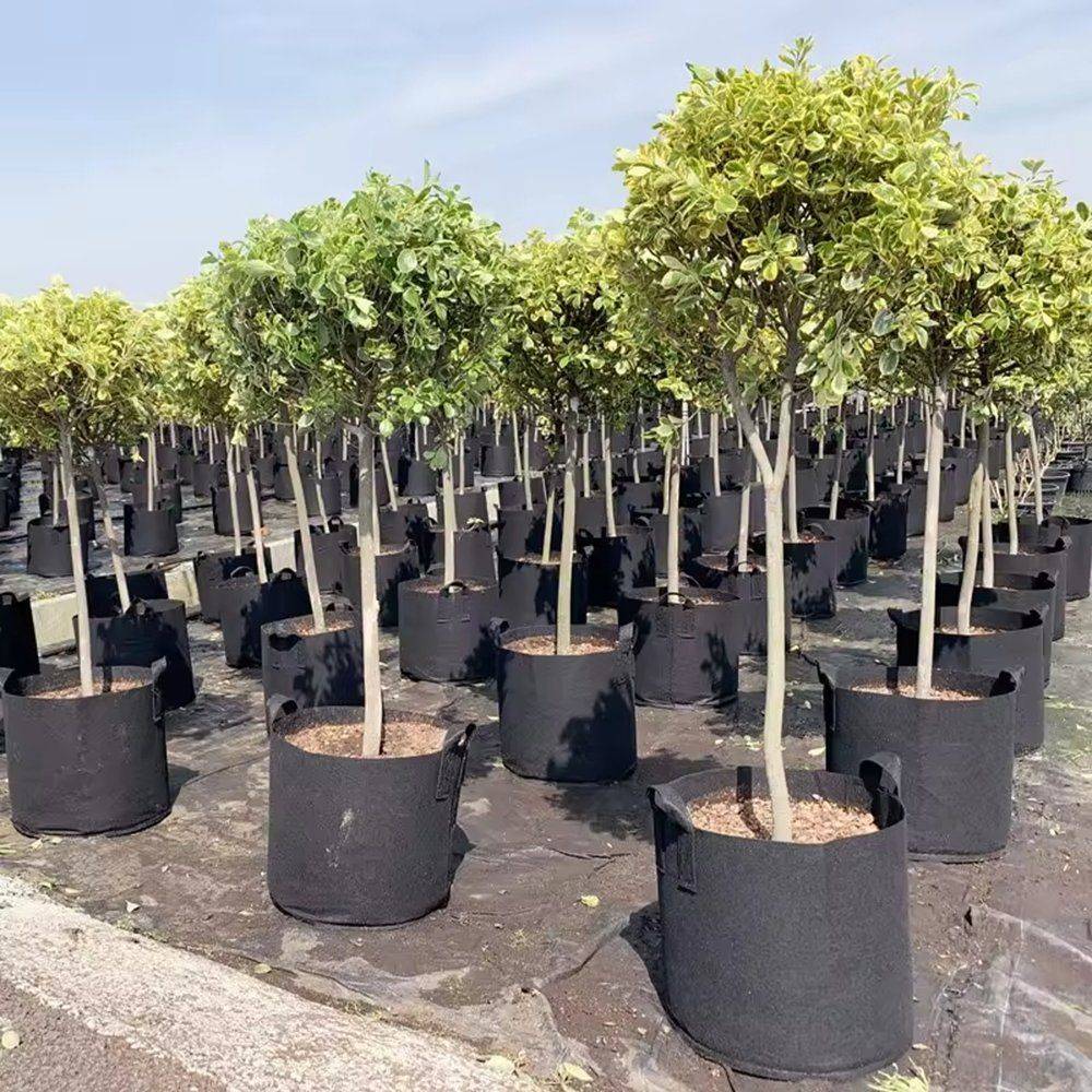 Aeration Nonwoven Grow Bag for Nursery Trees and Shrubs in 5 to 100 Gallon