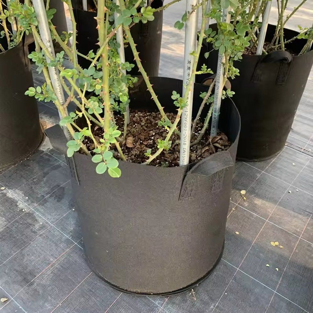 young vegetable seedlings growing in black grow bags on a tray