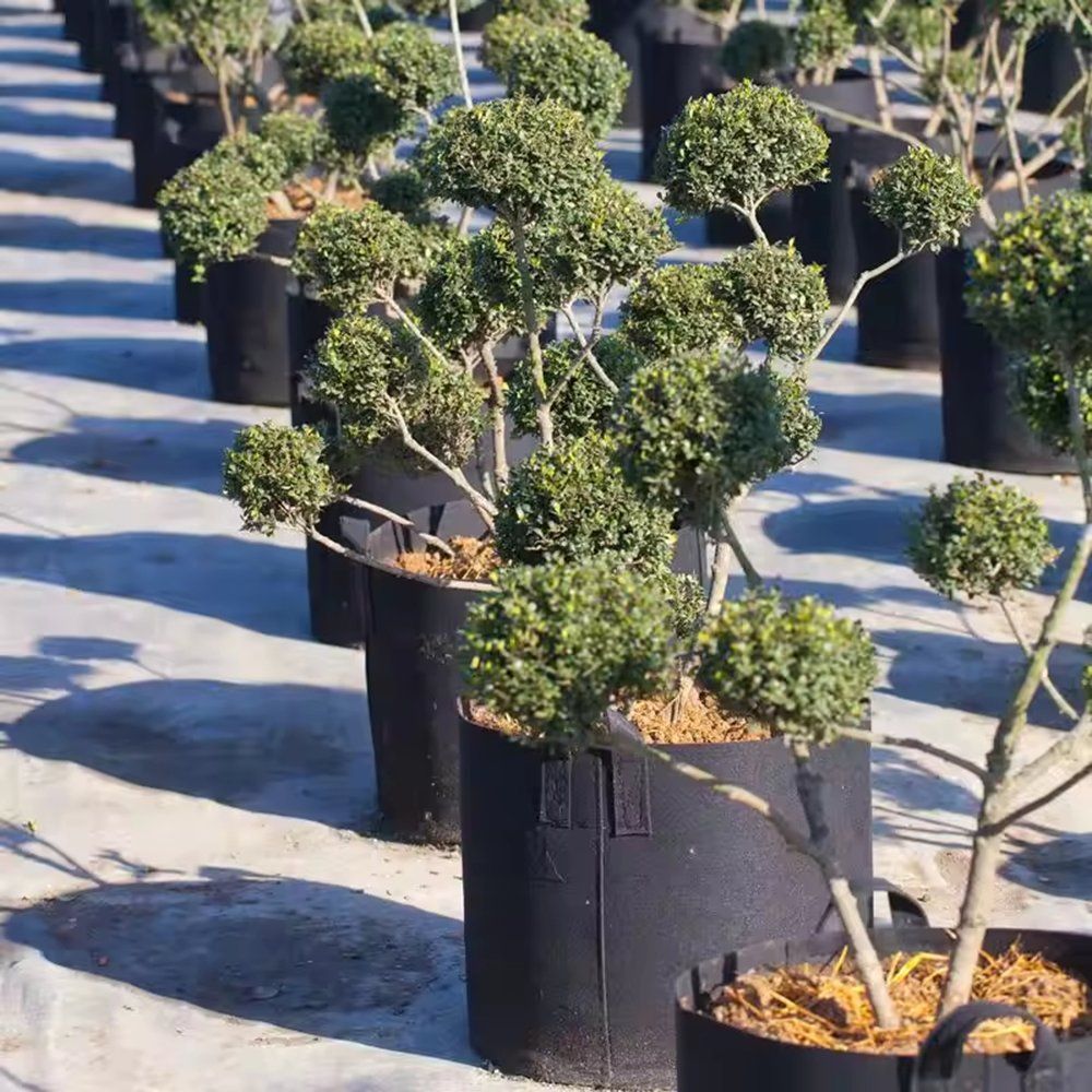 rows of ball shaped nursery shrubs growing in black grow bags
