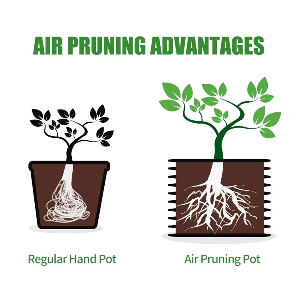 air pruning advantages comparison between a regular pot and an air pruning pot