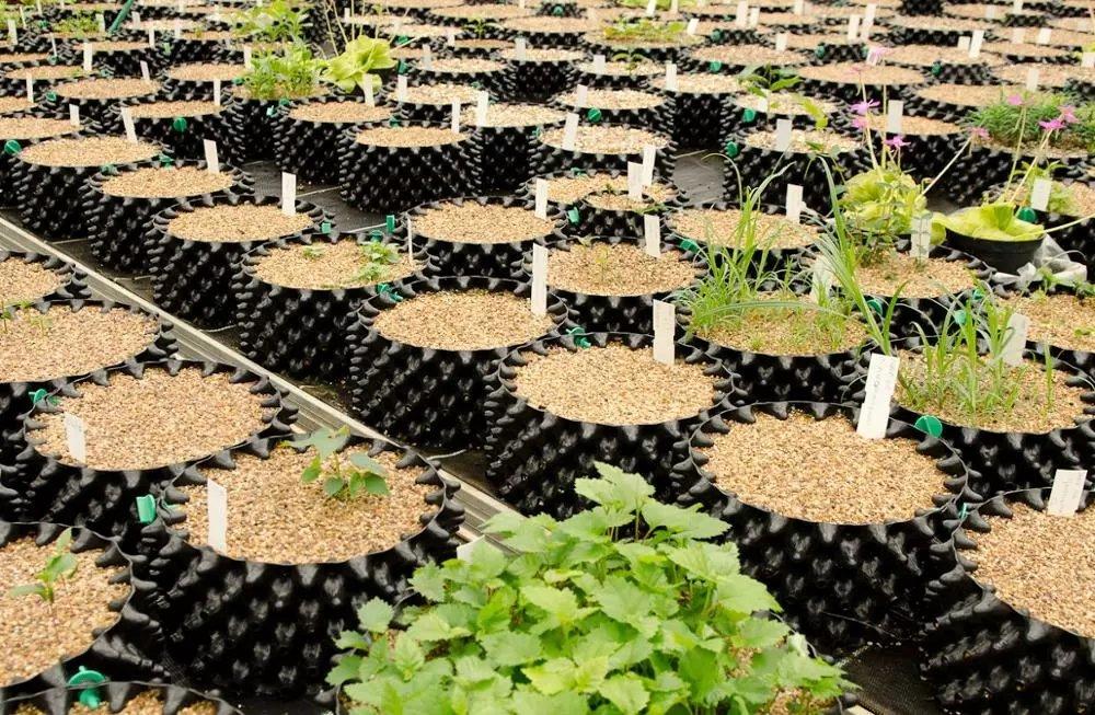 air pruning pots working through a nursery block between cycles