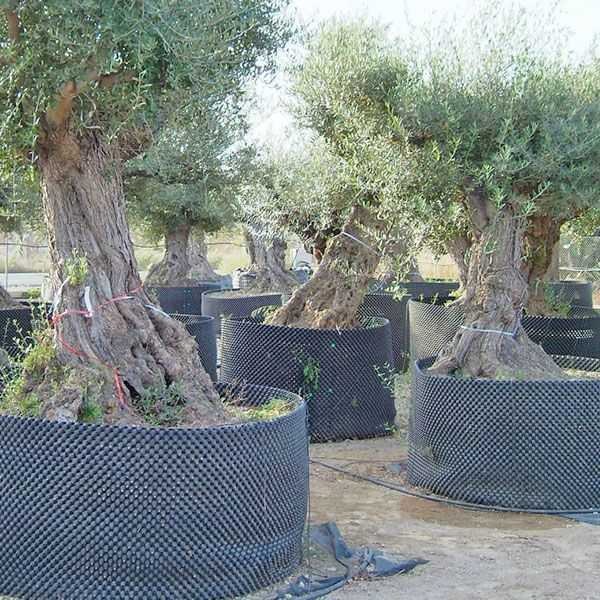 HDPE Air Pruning Root Containers with UV Stabilisers for Tree Programmes