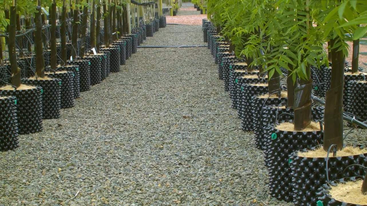 air pruning tree containers standing in nursery rows