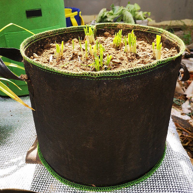 black nonwoven grow bag with a young plant in compost outdoors