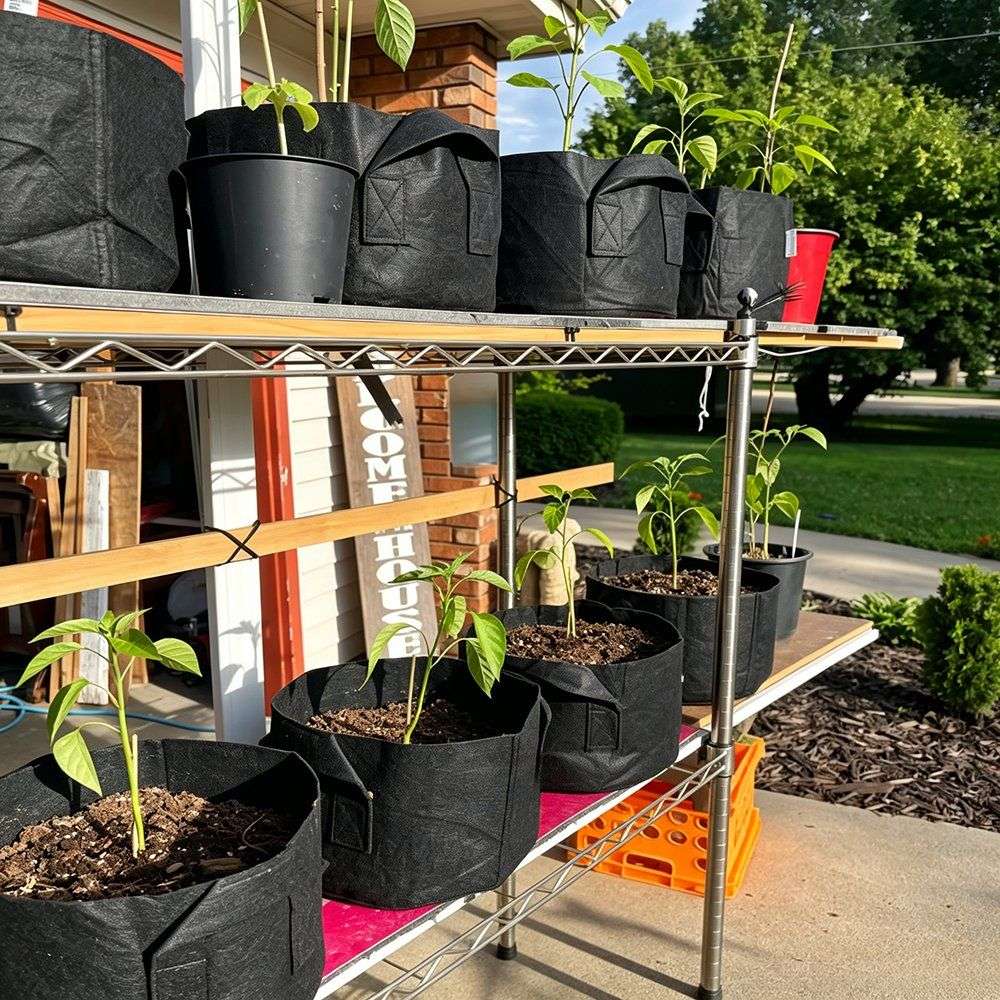 cotton grow bags standing in rows on a nursery rack