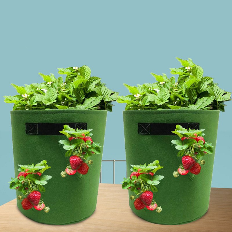 green needle punched grow bags holding lettuce and strawberry plants