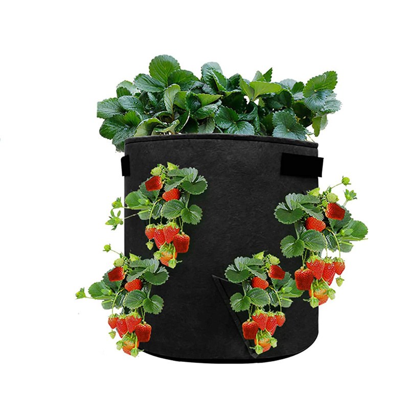 black felt strawberry grow bag with fruit hanging clear of the compost