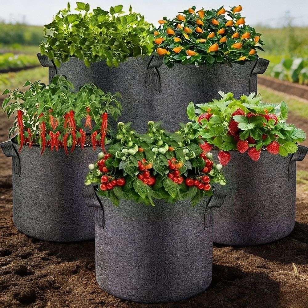 fabric grow pots planted with tomatoes chillies and leafy crops